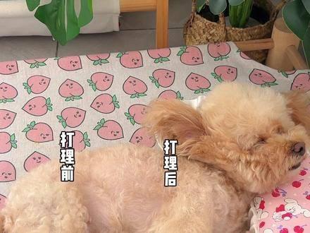 专为小型犬设计