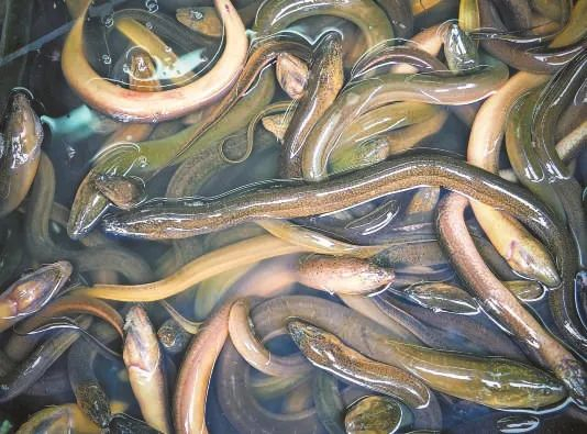 ▲长蛇形外表的鳗鱼。版权图片