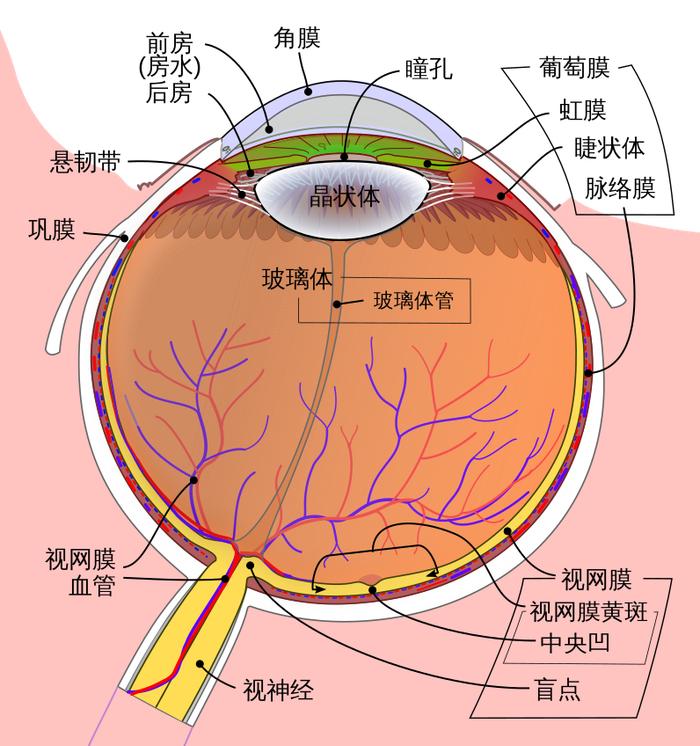 人眼