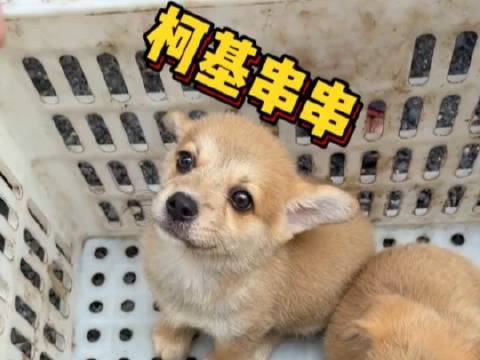 有谁喜欢柯基混血的吗?