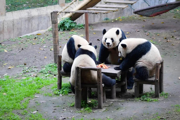 重庆动物园熊猫人气高。曹鸣鸥 摄