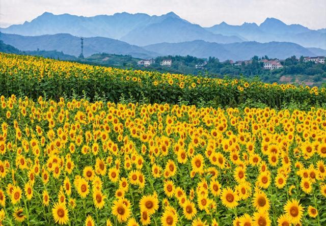 西安最大花卉种植基地图片