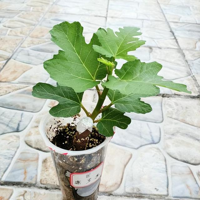 哭死,种了一年的无花果,为啥还不结果?一个技巧让它挂满果