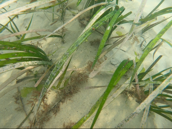 省内最大面积!青岛海底发现"草原"