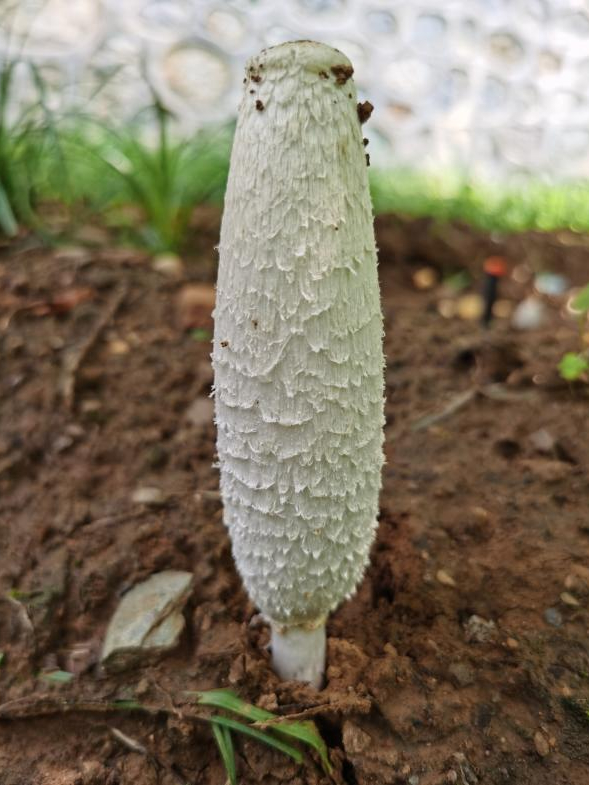 揭秘北京地区常见毒蘑菇——溶血型&其他类型蘑菇中毒