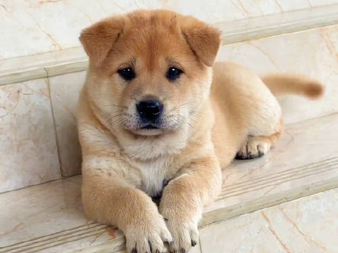 如今你还喜爱吗? 中华田园犬