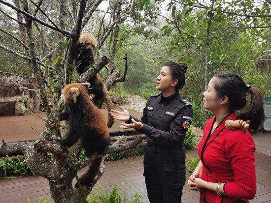 熊猫拟人化 正太图片