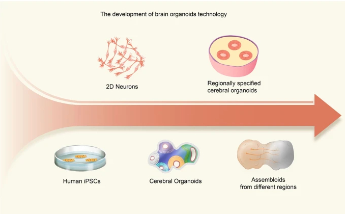 脑类器官技术发展简易图，来源：10.1038/s41392-022-01024-9