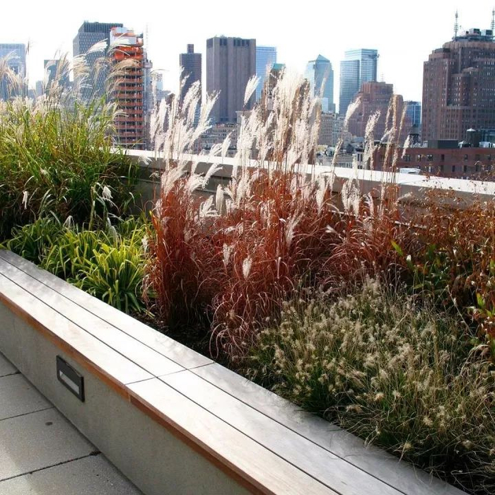 秋日宜观草,这个季节,观赏草才是花园的主角!