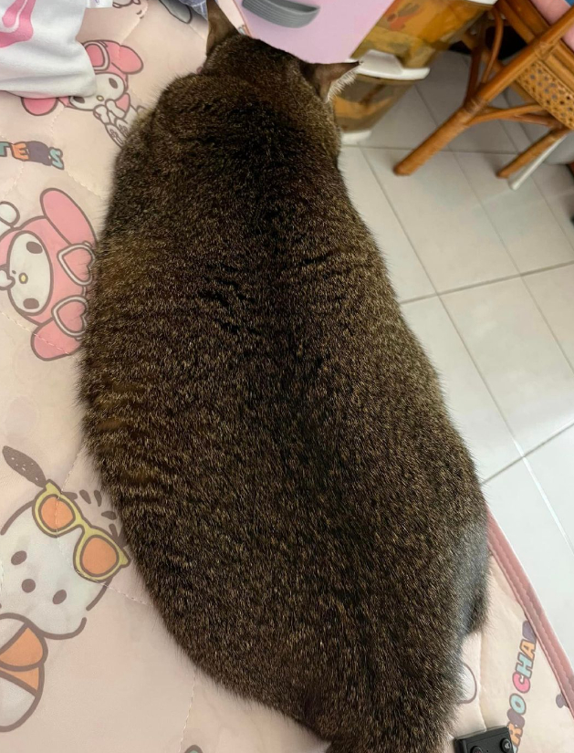 几十斤的胖猪将水蜜桃全踩个遍,留下猫脚印,主人:踩桃比踩我还痛!