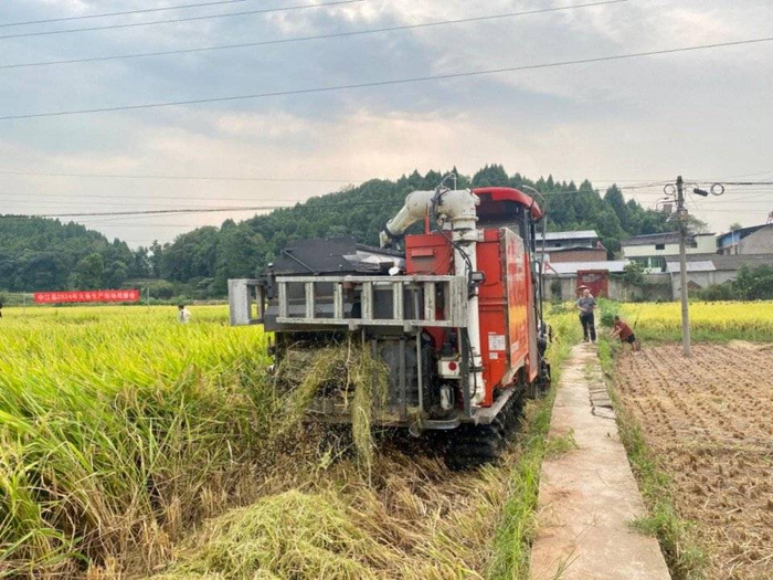 平均亩产797.7公斤!四川杂交水稻新品种高产示范方实收测产