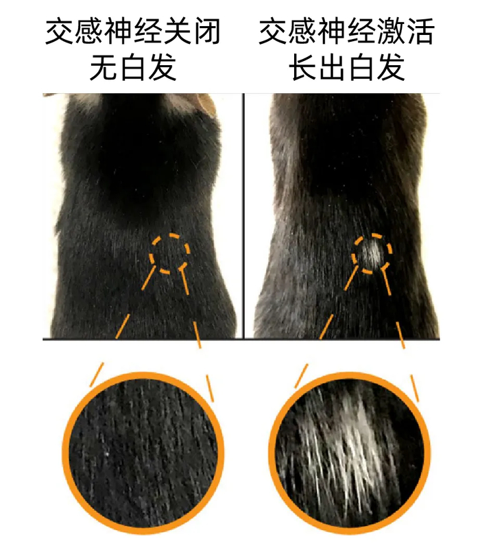 图片来源：参考文献