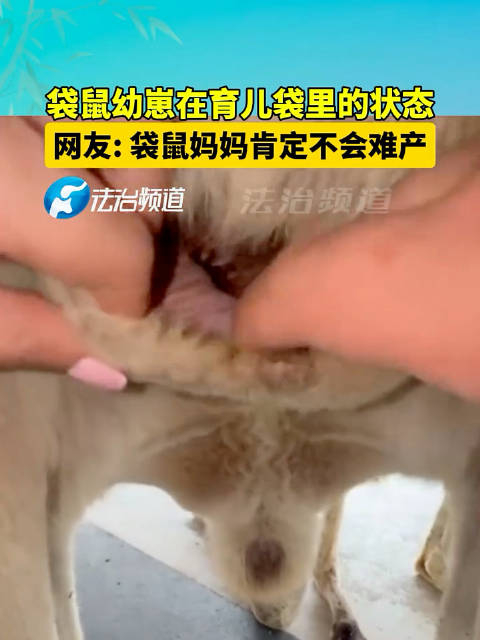 你知道袋鼠幼崽在育儿袋里是什么状态吗?