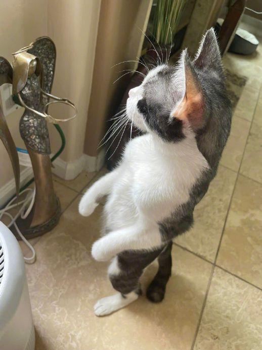 猫站立起来,肌肉好发达!