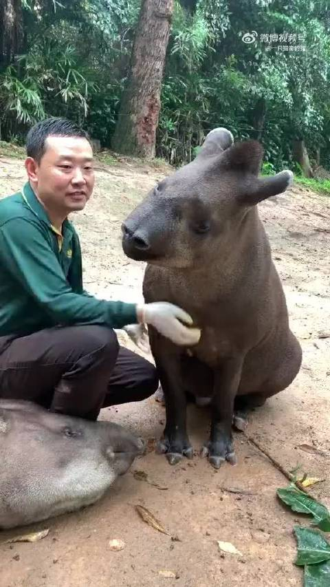 传说中的食梦貘,会帮你把噩梦吃掉,一觉就能睡到天明