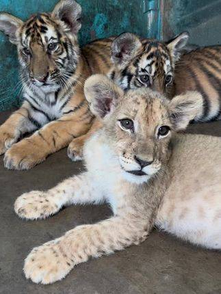 狮虎成群 野生动物 神奇动物在 小动物们的治愈力 小老虎萌态 动物