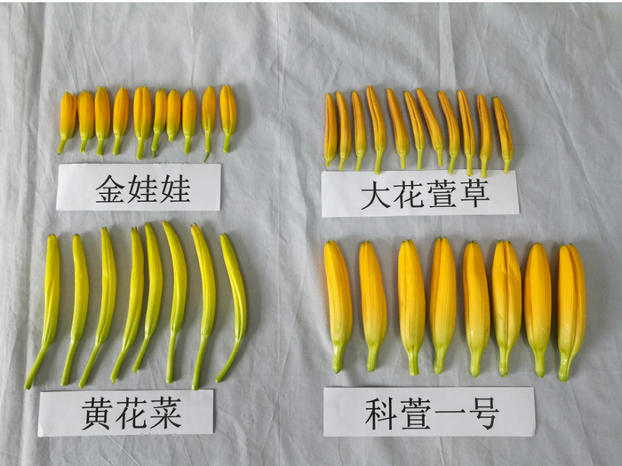 4种萱草花蕾形态特征图