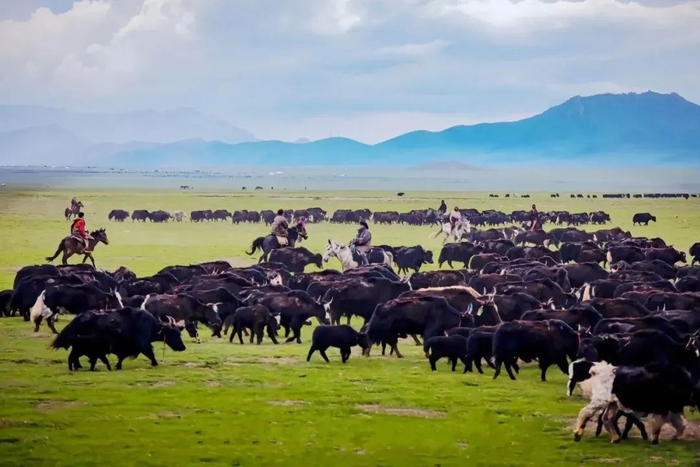 张德刚家乡的牦牛。杨怡 摄