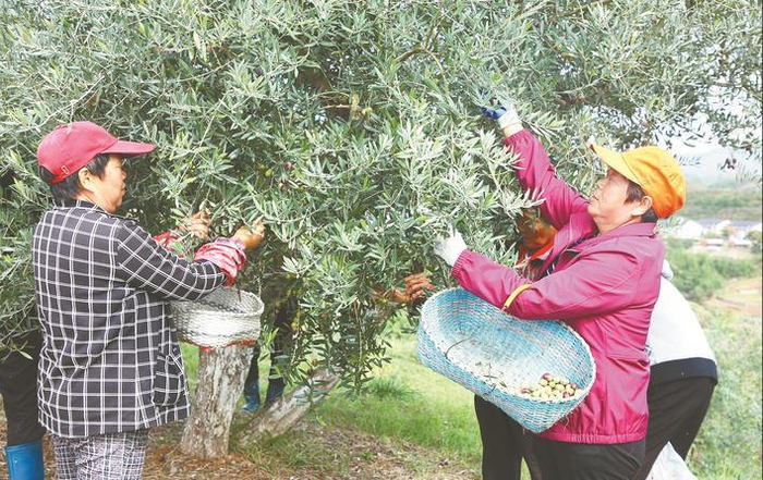 郧阳区安阳湖油橄榄产业园油橄榄获丰收。