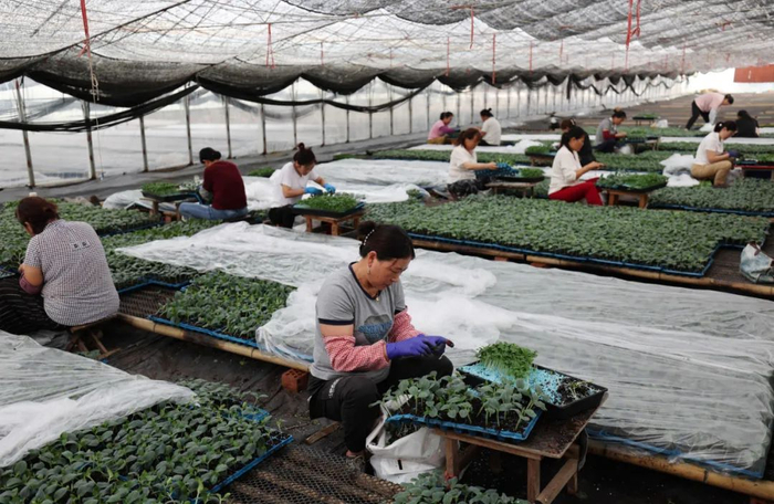 △7月8日，山东省临沂市沂南县依汶镇南栗沟村农民在育苗棚内嫁接秧苗。王彦冰摄（新华社发）