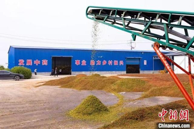 当地已形成“企业+村集体+农户”发展模式。 韩松涛 摄