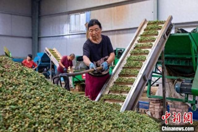 韩村把“小草药”打造成当地村民增收致富的“大产业”。 韩松涛 摄