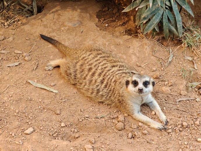 细尾獴热趴在地