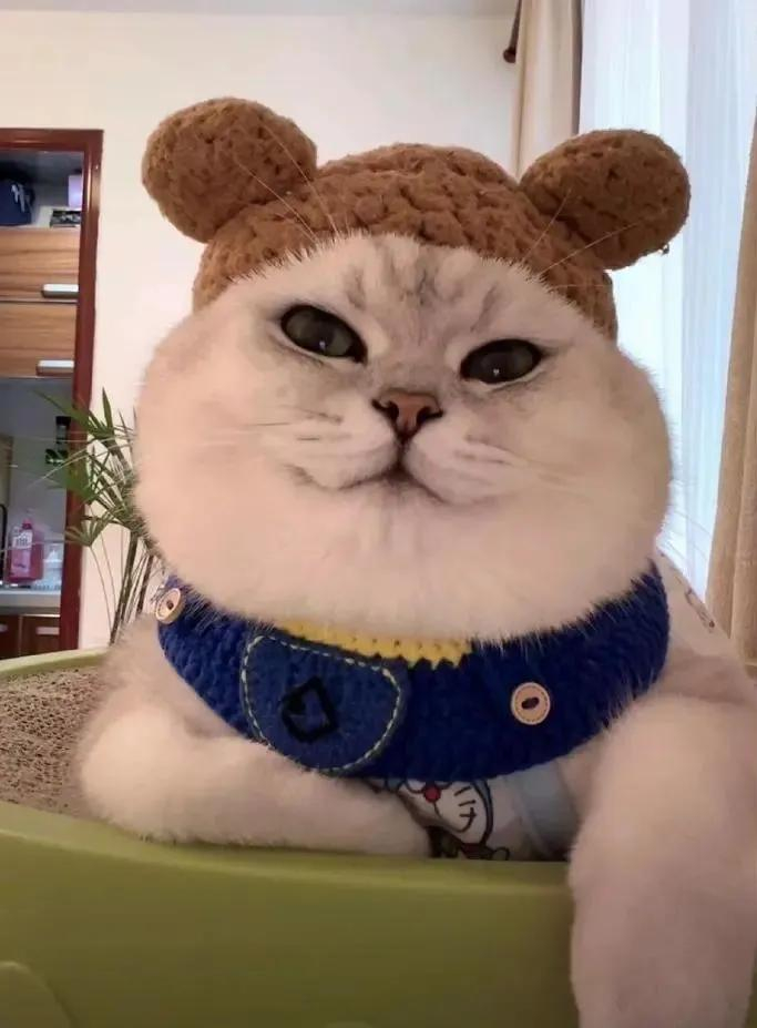 by 抖音@芬儿头不是猪