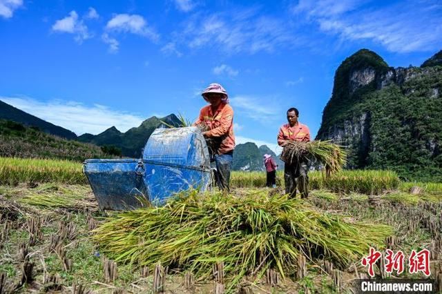 图为广西田林县浪平镇浪平村村民在收割水稻。黄数情 摄