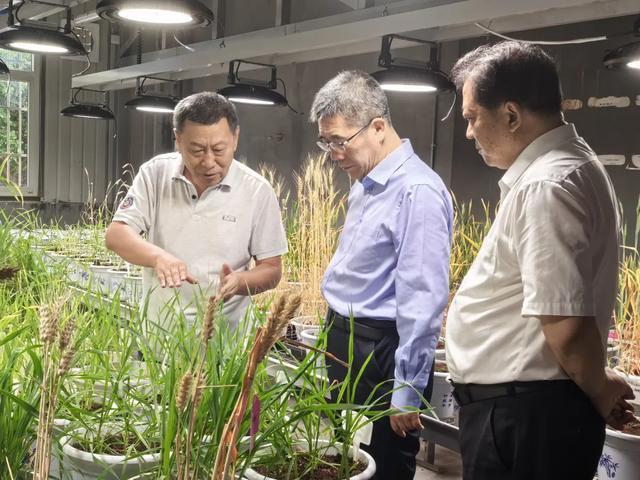 在河北师范大学生命科学学院,龙奋杰先后到小麦春化培养室,校内试验田