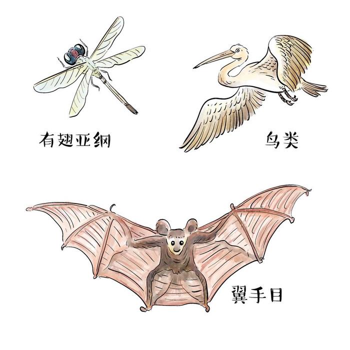 动物的飞行是如何演化出来的
