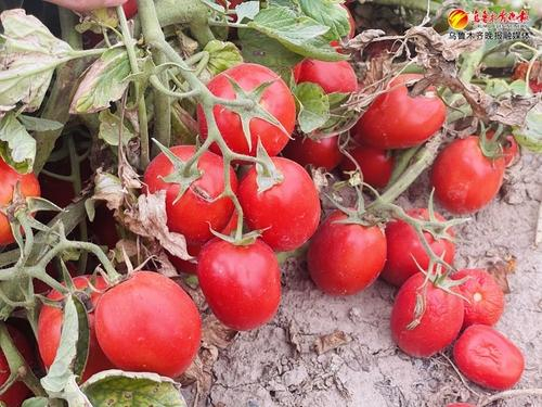 　　新疆最大番茄制品生产企业番茄生产基地的番茄。记者王丽丽摄