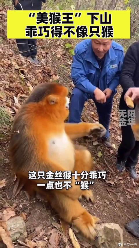 峨眉山的猴子和金丝猴图片