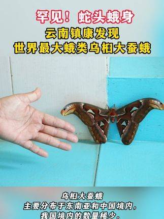 罕见!蛇头蛾身,云南镇康惊现全球最大蛾类乌桕大蚕蛾