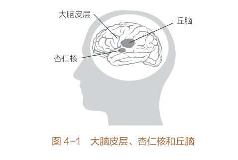 图片来源《重塑杏仁核：情绪修复脑科学》