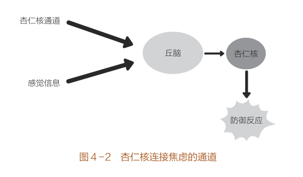 图片来源《重塑杏仁核：情绪修复脑科学》