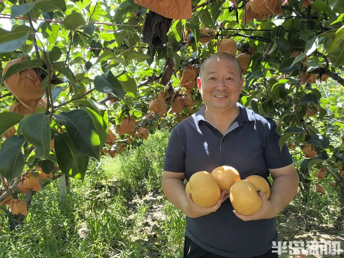 于培永展示他们高品质的秋月梨