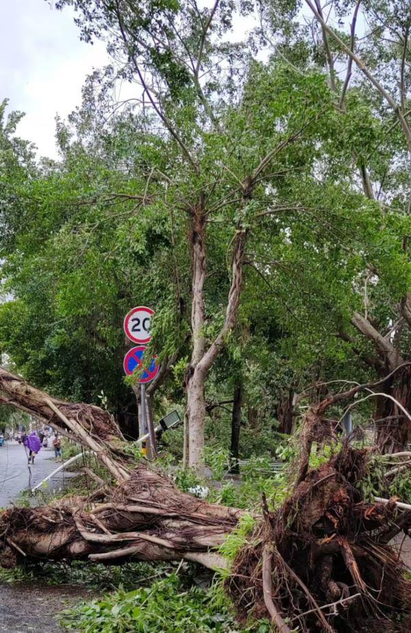 海口街道,一棵被风连根拔起的榕树。