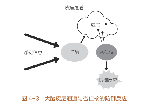 图片来源《重塑杏仁核：情绪修复脑科学》