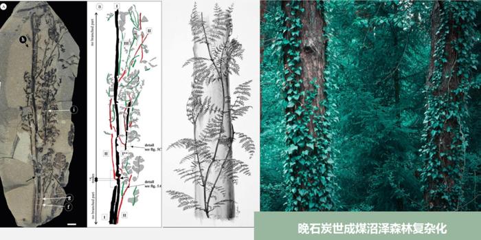 “植物庞贝城”的攀援植物。中国科学院南京地质古生物研究所供图