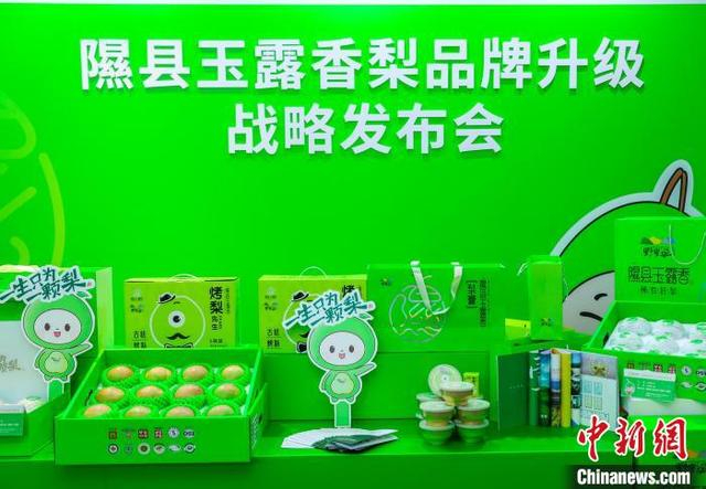 隰县玉露香梨荣获“中国大美梨”“中国梨王”“奥运会指定果品”等殊荣。任丽娜 摄