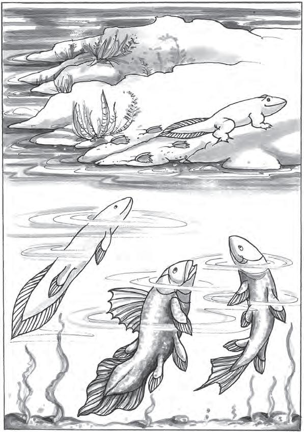 4亿年前，这三类鱼的一支离开海洋，征服了陆地。图 | 凯瑟琳·G. 麦科德绘制