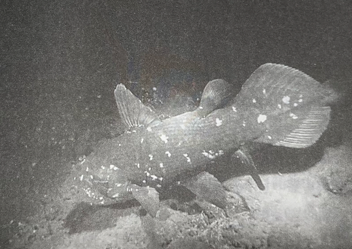 1987年，第一条被拍到的活着的空棘鱼，被取名为“尼科（Nico）”。图 | 于尔根·绍尔摄