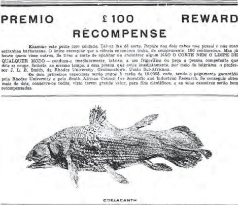 史密斯教授发布的征集拉蒂迈鱼标本的悬赏海报（节选）。图| 史密斯研究所供图