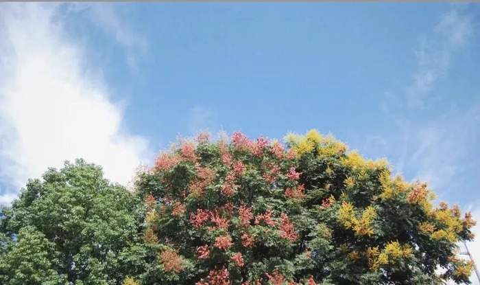 叶佳租住的小区门口，开花的栾树 图源：受访者