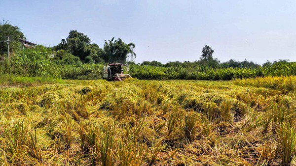 “村村旺”产销对接 铜梁水稻订单迎丰收