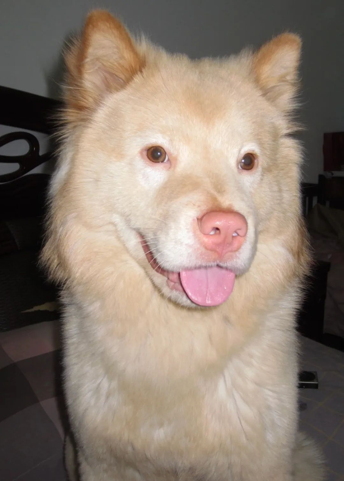 田园犬办狗证被驳回,主人换了个品种,结果…居然成功了!