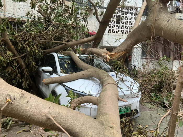 海口市万福新村租户张女士的网约车被树压多日，该车也是一家人赖以生存的基础。陈标志/摄