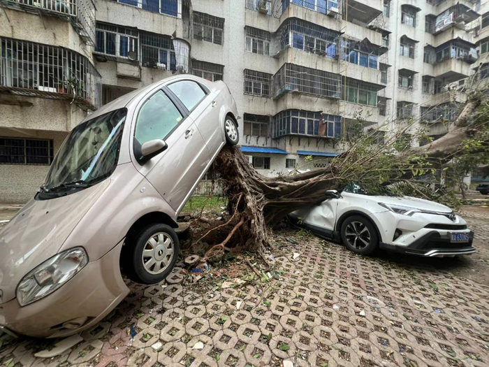 “上树”的车辆。陈标志/摄