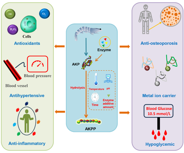 附图 2：南极磷虾活性肽的制备流程和生物活性